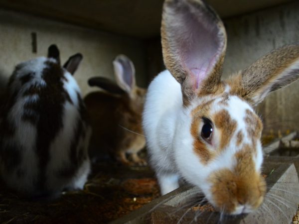 lapin - Camping à la ferme