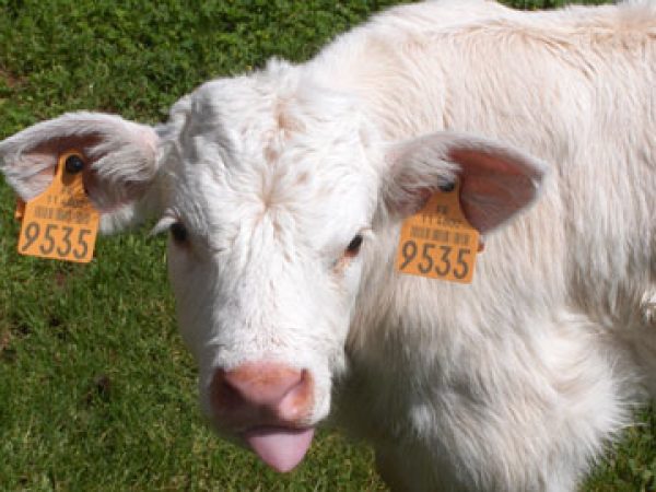 Les activités du Camping de La Besse à Camon : la ferme